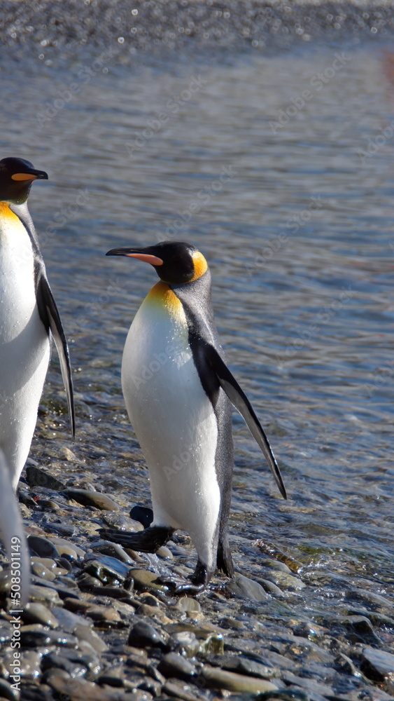 Obraz premium King penguins (Aptenodytes patagonicus) on the beach at Jason Harbor on South Georgia Island
