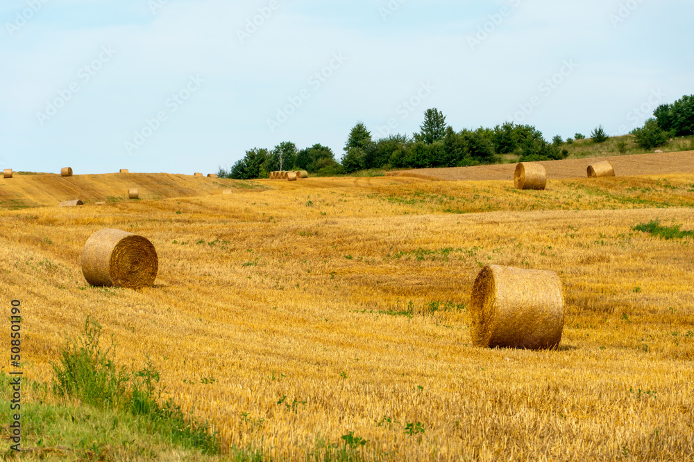 A haystack in an agricultural field. A beautiful yellow field after harvesting wheat. Rolled hay bales dry in the sun. A haystack in an agricultural field. A beautiful yellow field after harvesting wheat. Rolled hay bales dry in the sun.