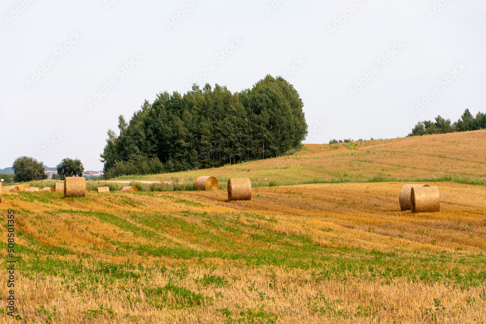 A haystack in an agricultural field. A beautiful yellow field after harvesting wheat. Rolled hay bales dry in the sun. A haystack in an agricultural field. A beautiful yellow field after harvesting wheat. Rolled hay bales dry in the sun.