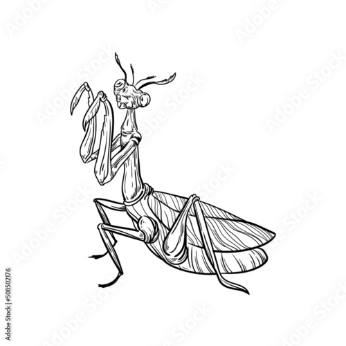 illustration black and white animal insect praying mantis