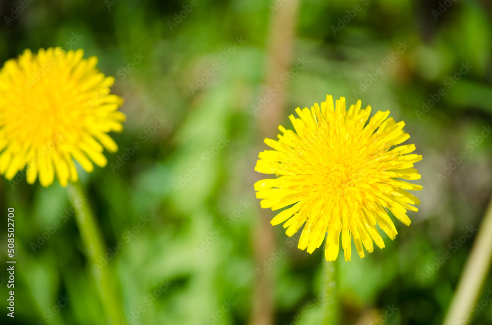 Dandelions Dandelions