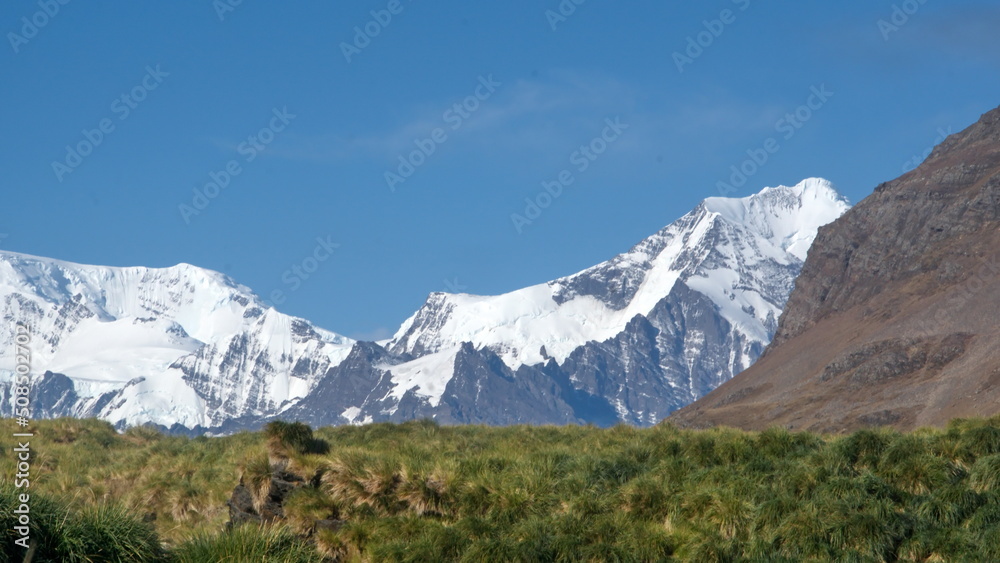 Glacier covered mountain above a field of tussock grass at Jason Harbor on South Georgia Island Glacier covered mountain above a field of tussock grass at Jason Harbor on South Georgia Island
