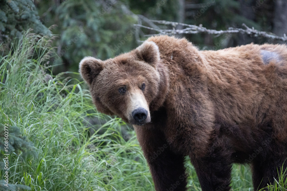 Alaskan brown bear showing grizzly hump on back Alaskan brown bear showing grizzly hump on back