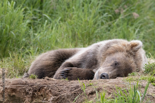 Alaskan brown bear sleeping on the river bank