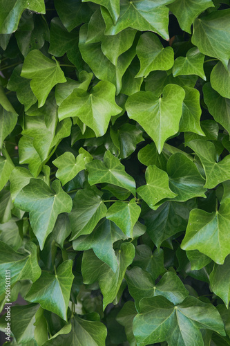 Succulent ivy leaves in a beautiful green color for image backgrounds or wallpaper.