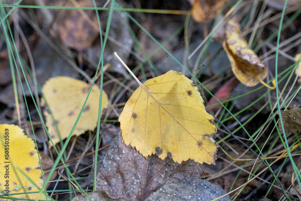yellow autumn leaves on the ground, fallen foliage. High quality photo yellow autumn leaves on the ground, fallen foliage. High quality photo