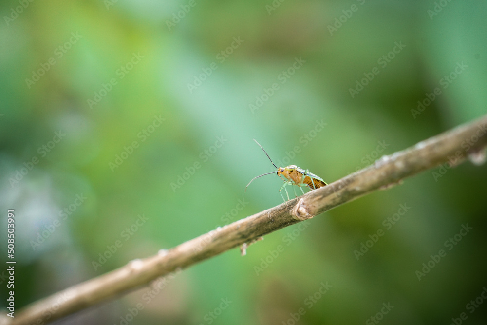 Fototapeta premium Green and Yellow Bug walks down branch in summer garden