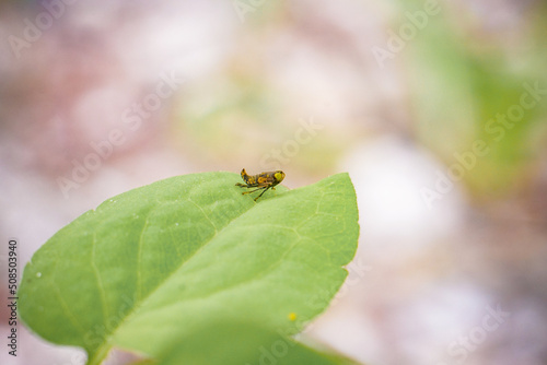 Tiny Leaf Hopper Bug Sits in Macro photo