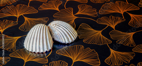 Two white seashells lying on the table