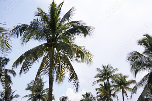 Iconic Coconut Palm trees in Miami beach Florida USA