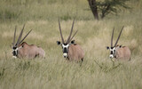 Gemsbok or South African Oryx, Kgalagadi