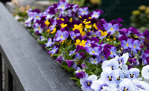 Closeup colorful pansies. Decorative a pots on fence with garden pansy (Viola  wittrockiana)spring flower. Viola cornuta with mixed vibrant color yellow, pink and purple hanging on terrace. side view