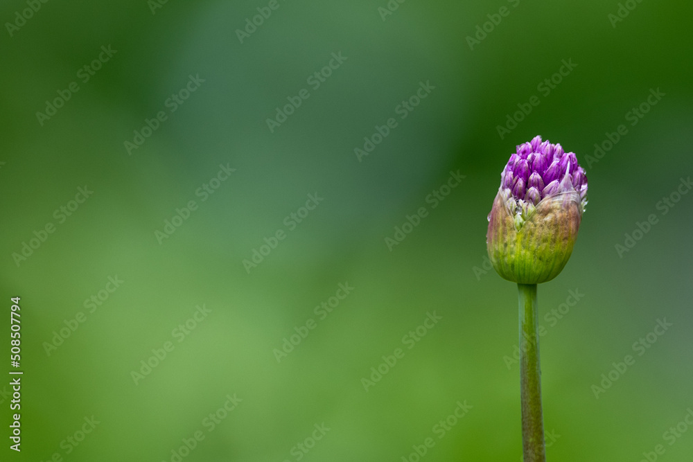 A closeup of vibrant purple allium giganteum on a green stem. The round ball bud is breaking open from its pod, exposing a violet bloom's start. There are other buds in the green foliage background A closeup of vibrant purple allium giganteum on a green stem. The round ball bud is breaking open from its pod, exposing a violet bloom's start. There are other buds in the green foliage background
