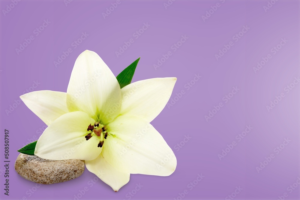 Naklejka premium White flower lily with buds on desk