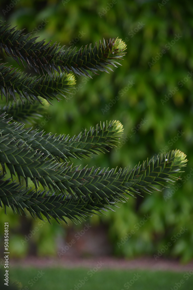 Detail of a monkey puzzle tree Detail of a monkey puzzle tree