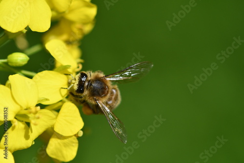 bee on yellow flower
