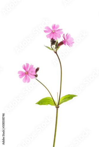 Red campion flowers © Richard Griffin