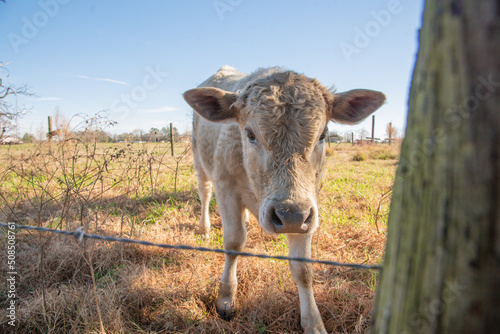 Young calf behind fence