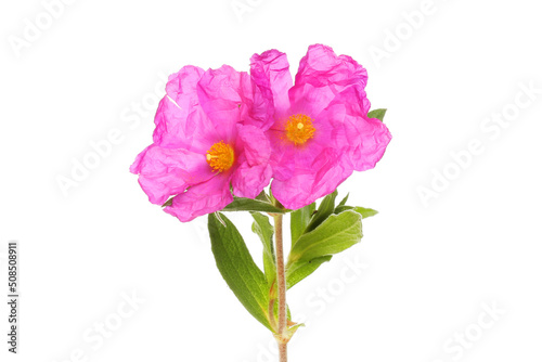 Two cistus flowers photo