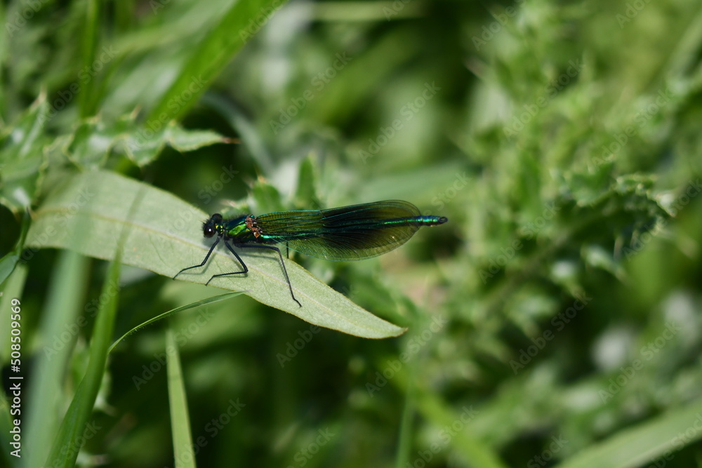 dragonfly on leaf dragonfly on leaf