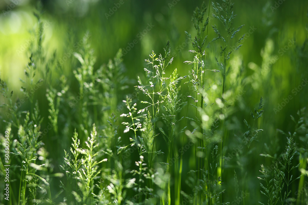 Obraz premium Tops of young grass in the sun.