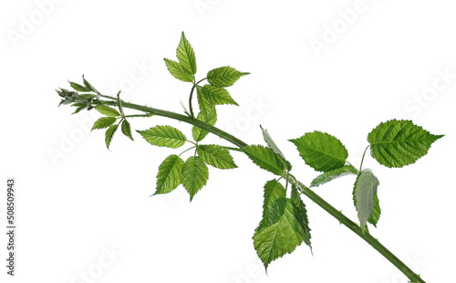 Wild blackberry leaves, foliage on stem isolated on white