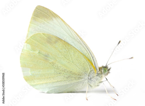 Small white, (Pieris rapae) isolated on white