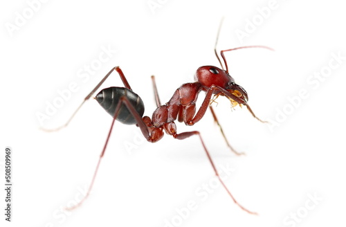 Desert ant, Cataglyphis bicolor isolated on white 