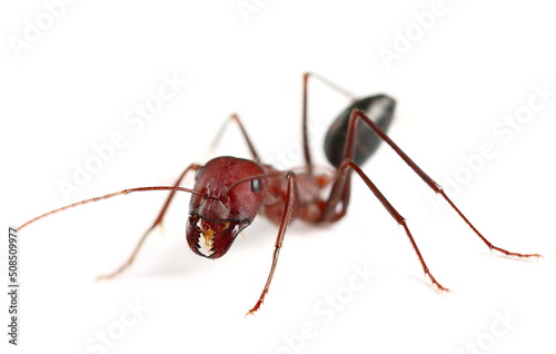 Desert ant, Cataglyphis bicolor isolated on white  © dule964