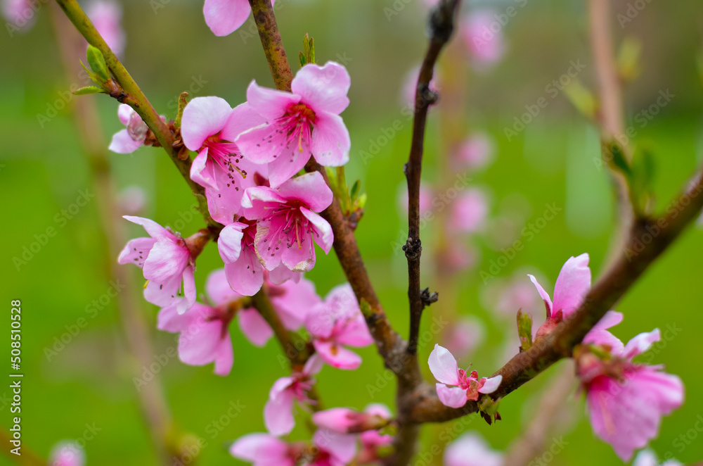 Peach blossom in the sunny day on green background Peach blossom in the sunny day on green background