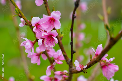 Peach blossom in the sunny day on green background