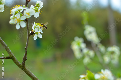 Cherry tree blossoms with blurred background, bright and happy spring background