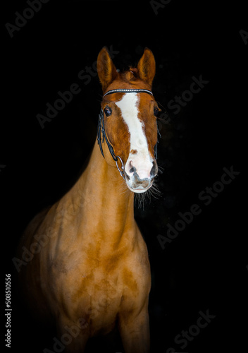 Beautiful chestnut horse over a black background