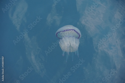 Jelly fish in Adriatic Sea near the coast in port of Koper, Slovenia. The background and color of the sea is light blue and there is a lot of copy space.