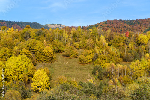 Fototapeta Naklejka Na Ścianę i Meble -  Autumn morning Carpathian Mountains calm picturesque scene, Ukraine. Peaceful traveling, seasonal, nature and countryside beauty concept scene.