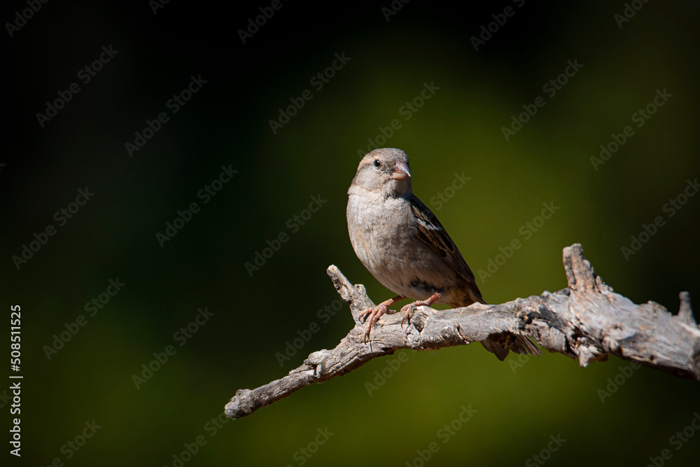 Bird Bird
