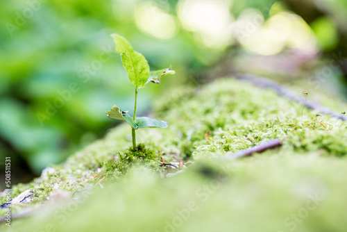 Close up of young sprout growing on fresh green moss in the forest. Wlderness area and environment concept. Selective focus photo