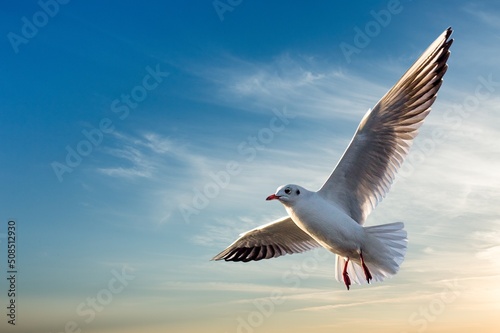 Beautiful sunny sky with white clouds and flying seagull birds