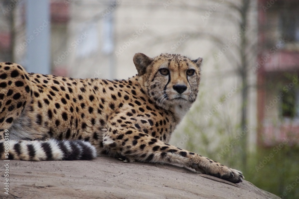 Obraz premium Gepard Raubtier Katze Zoo Augen Fell Punkte Wildlife 