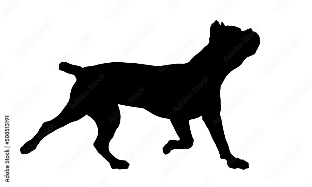 Running cane corso italiano puppy. Italian corso dog or italian mastiff. Black dog silhouette. Pet animals. Isolated on a white background.