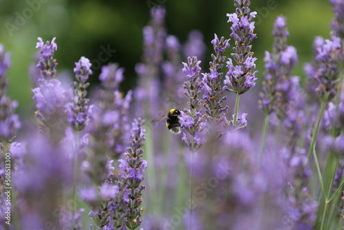 Fleurs - Lavande - Abeille