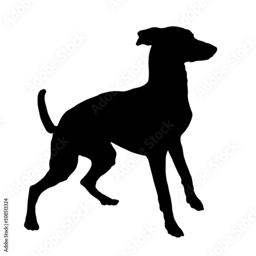 Black dog silhouette. Jumping saluki puppy. Gazelle hound or persian greyhound,. Pet animals. Isolated on a white background.
