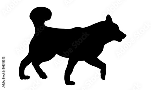 Black dog silhouette. Walking siberian husky puppy. Pet animals. Isolated on a white background.