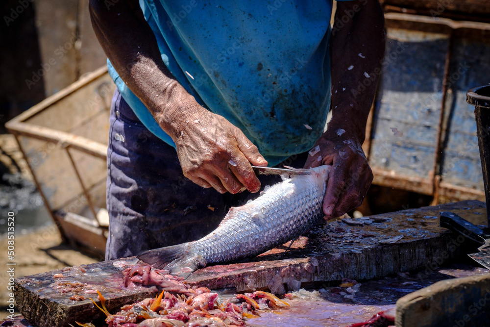 fresh fish market, fishing port, Essaouira, morocco, africa fresh fish market, fishing port, Essaouira, morocco, africa