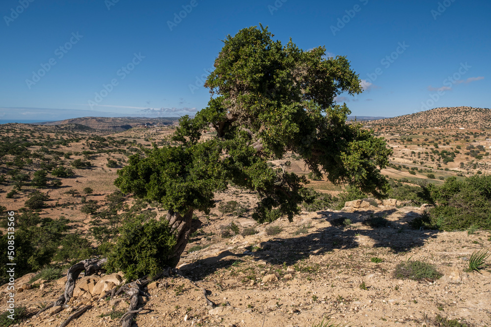 argan tree, Assaka, road from Essaouira to Agadir, morocco, africa