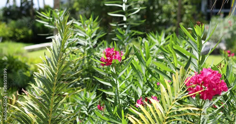 Nerium oleander tough, long-flowering, ornamental shrub or informal hedge that provides an effective screen in a Southern landscape, very fragrant but also poisonous for humans and pets, seen in Miami Nerium oleander tough, long-flowering, ornamental shrub or informal hedge that provides an effective screen in a Southern landscape, very fragrant but also poisonous for humans and pets, seen in Miami