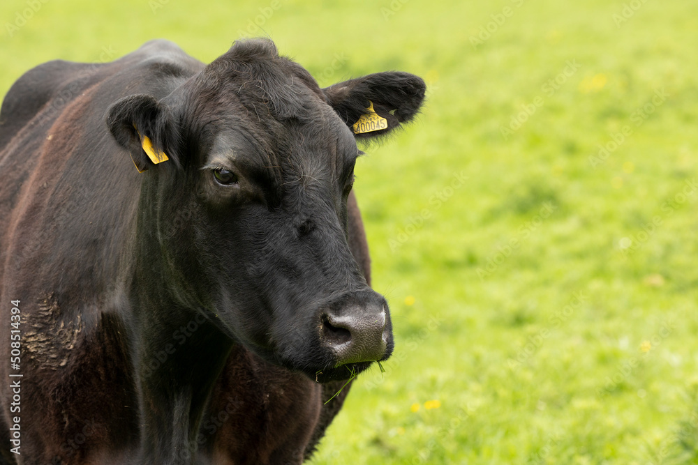 portrait of a black cow facing forward looking at the camera portrait of a black cow facing forward looking at the camera