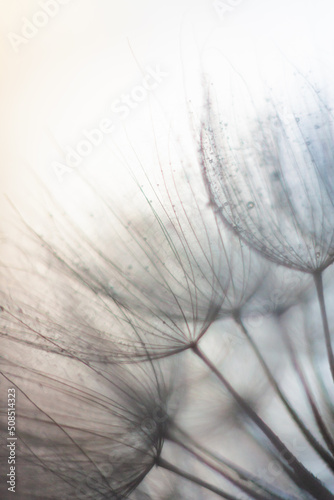 Macro photo of dandelion seeds  defocused. Floral  nature  abstract background in neutral color. Copy space. Vertical orientation.