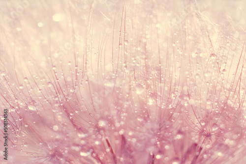 Macro photo of dandelion seeds with water drops in sunset light, soft selecive focus. Floral, abstract background.