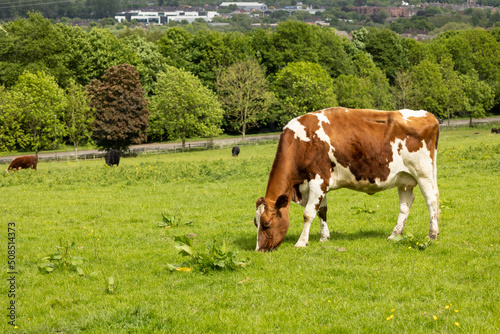  brown and white cow grazing on fresh summer green grass